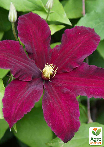 LMTD Клематис 2-х річний "Niobe" (висота 40-60 см) - фото 3