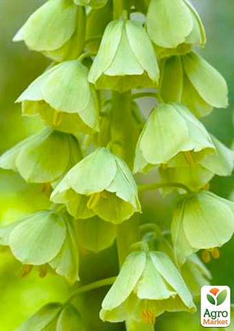 Фритиллярия "Ivory Bells" (размер 20/22 , очень крупный) 1шт в упаковке