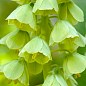 Фритиллярия "Ivory Bells" (размер 20/22 , очень крупный) 1шт в упаковке