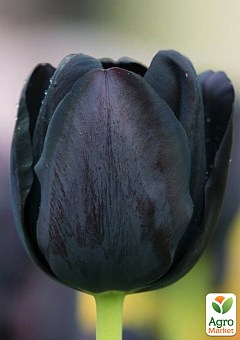 Тюльпан "Black Bean"4