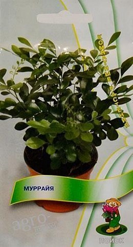 Муррайя ТМ "Пошук" 5шт
