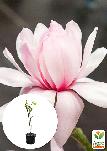 Магнолія 4-річна "Pink Beauty" (висота 80-100см)