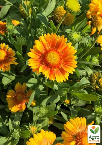 Гайлардия гибридная "Arizona Apricot" вазон С2