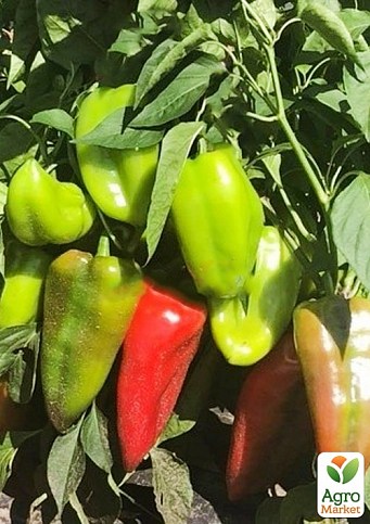 Перець "Магус F1" ТМ "Lark Seeds" 500шт