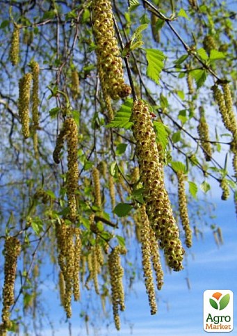 Эксклюзив! Береза лечебная "Мирис" (быстрорастущая, неприхотливая) высота 50-100см - фото 3