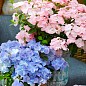 Гортензия ампельная "French Bolero"