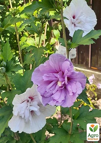 Гибискус сирийский "China Chiffon" С2, высота 20-40 см - фото 3