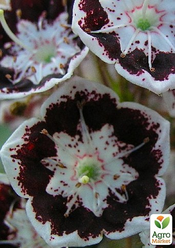 Кальмия latifolia "Black Label"