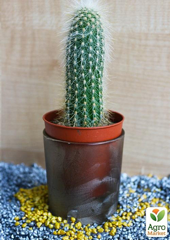 Кактус "Эспостоя" (Trixanthocereus cullmannianus) (Нидерланды)