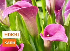 Вирощування кал - корисні статті про садівництво від Agro-Market