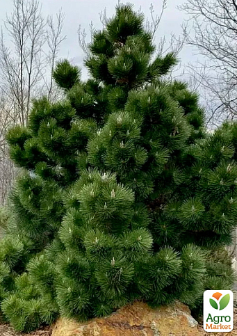 Сосна чорна "Rondello" (ком/сітка), висота 140-160см