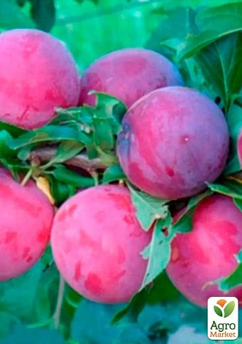 Слива колоновидна "Оскар плюс" - фото 2