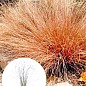 Осока Буханана "Red Rooster" вазон С2, высота 15-30см
