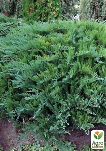 Ялівець козацький `Tamariscifolia` контейнер 1л