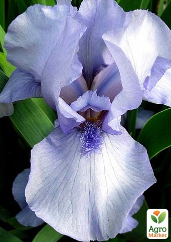 Ірис карликовий "Shy Violet"
