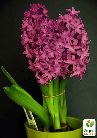 Гиацинт в горшке "Rosette"