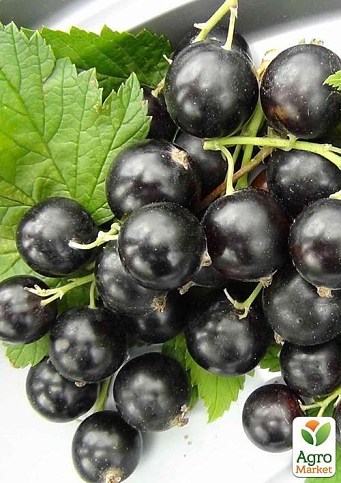 Смородина чорна "Гоферт" (Gofert) (ранній термін дозрівання, високоврожайний сорт) - фото 6