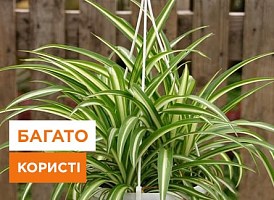 Розмноження хлорофітуму: методи та поради - корисні статті про садівництво від Agro-Market