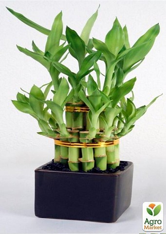 Драцена "Dracaena frag. Tigers Bamboo" дм 11 см выс. 45 см