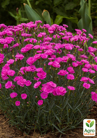 Гвоздика Альпийская "Light Pink"