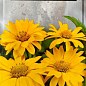 Гелиопсис "Многолетний" ТМ "SeedEra" 0.5г