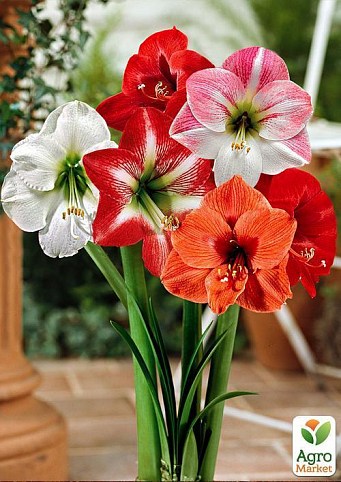 Гіппеаструм мікс "Hippeastrum mixed 3 srt." дим 14 см вис. 20 см