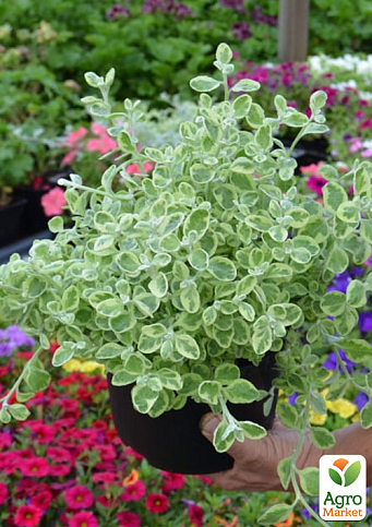 Геліхрізум ампельний "Variegata"