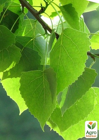 Эксклюзив! Береза лечебная "Мирис" (быстрорастущая, неприхотливая) высота 50-100см - фото 4