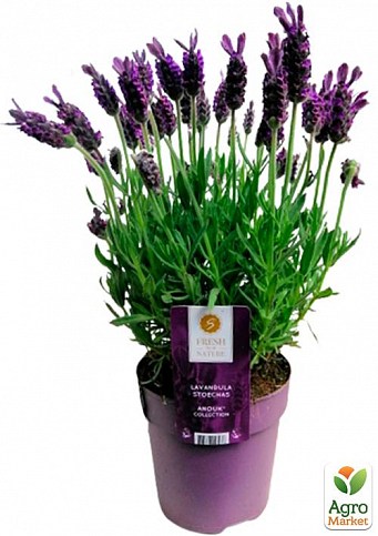 LMTD Лаванда Стехадська 2-х річна "Anouk" (20-30см) - фото 4