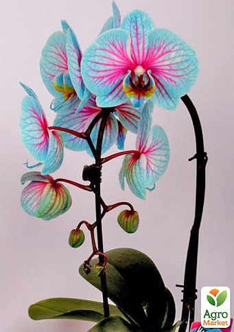Орхідея (Phalaenopsis) "Cascade Wonder Blue" висота 45-55см
