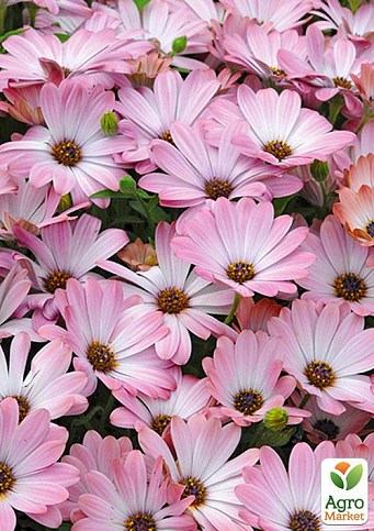 Остеоспермум "White Pink Blush" (контейнер № 10, высота 10-20 см)