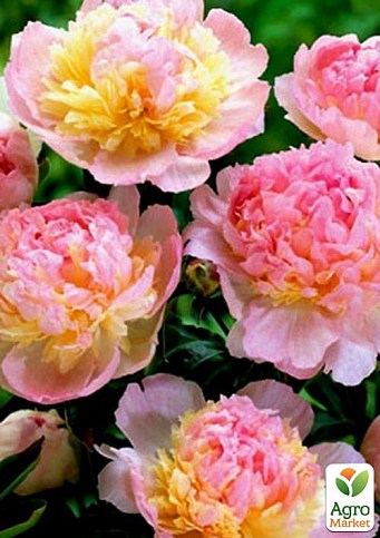 Пион травянистый "Raspberry Sundae" 1шт в упаковке - фото 3