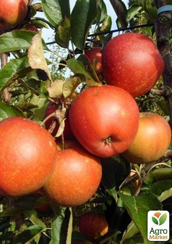 Яблуня "Рубінетте Россо" - фото 3