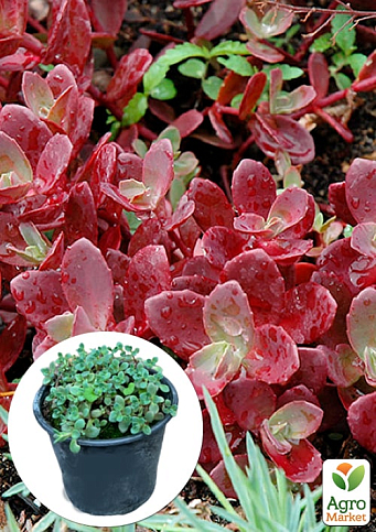 Очиток многостебельный Эверса "Минор" (Sedum ewersi)