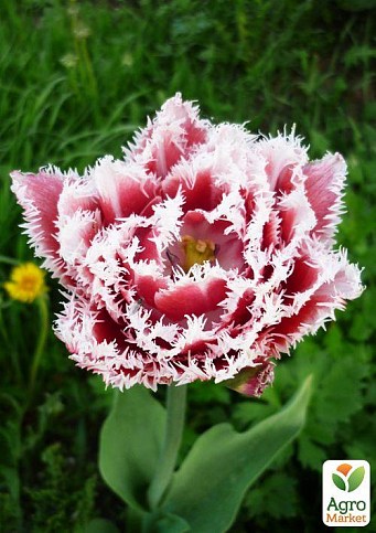 Тюльпан "Brest" (розмір 11/12, великий) 3шт в упаковці - фото 3