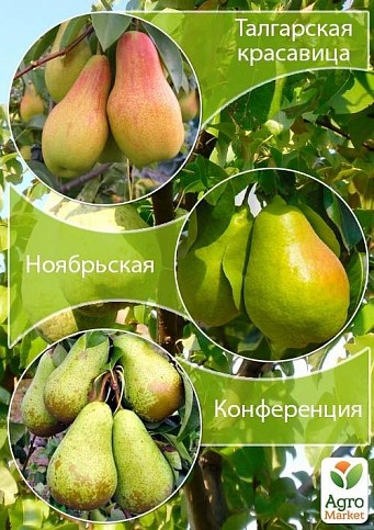 Дерево-сад Груша "Талгарская красавица+Ноябрьская+Конференция" 