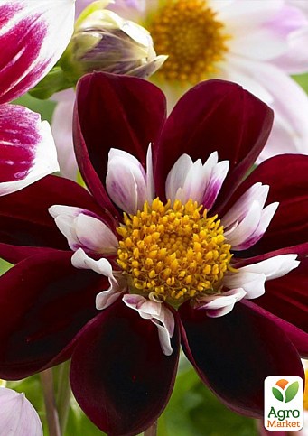 Георгина "Night Butterfly" - фото 2