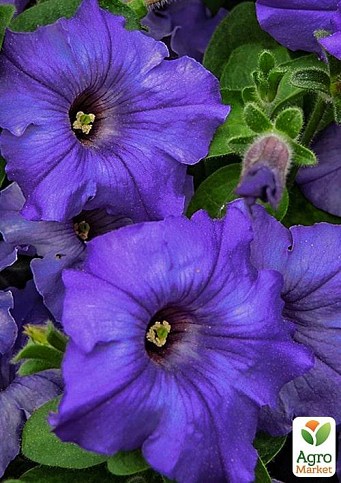 Петунія "Storm Violet" (контейнер №10, висота 10-15см)
