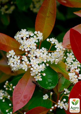 Фотинія Фразера "Little Red Robin" вазон Р9 - фото 4