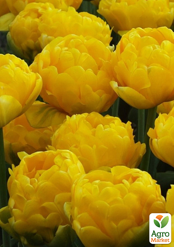 Тюльпан "Yellow Pomponette" 3шт в упаковке