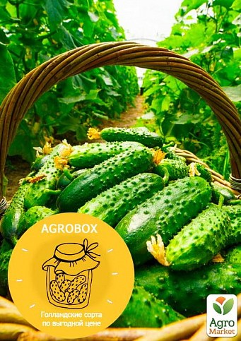 AGROBOX "Огурец" 5 голландских сортов (50 пакетов)