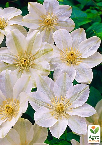 Клематис "Guernsey cream" (повторноцветущий сорт)
