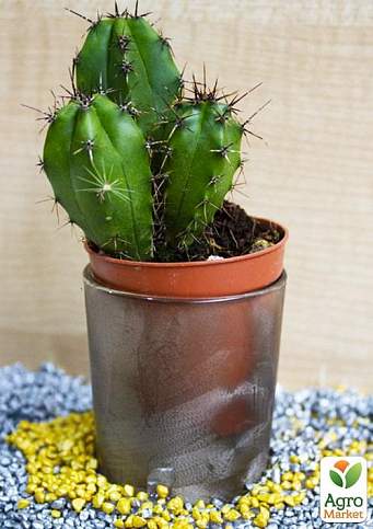 Кактус "Эхиноцереус" (Echinocereus berlandierii) (Нидерланды)