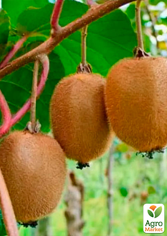 Киви "Бруно" (один из лучших сортов) - фото 2