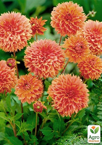 Георгина "Orange Impact" - фото 2