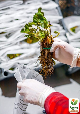 Клубника "Пегас" (Pegasus) 5шт (поздний срок созревания, морозостойкий сорт) - фото 6