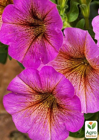 Петхоа Гибридная "BeautiCal Sunray" (контейнер №10, высота 10-15см)