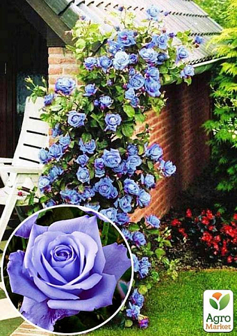 Троянда плетиста "Блю Мун" (саджанець класу АА +) вищий сорт