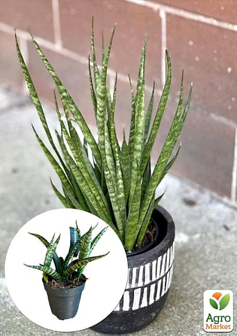 LMTD Сансевиерия "Comet Kichaka" высота растения 15-25см