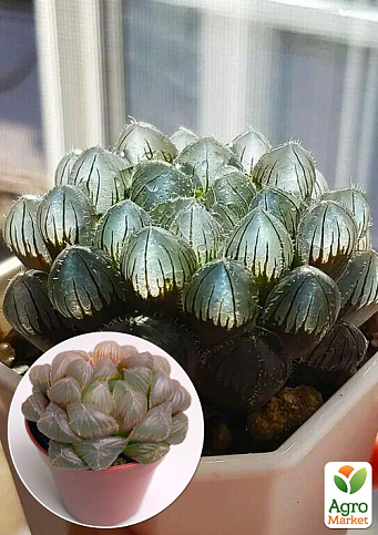 LMTD Хавортія "Cooperi" висота рослини 10см